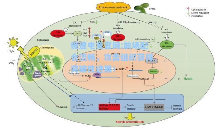 极速电竞官网:前场配合流畅，攻击组织获得突破性进展！